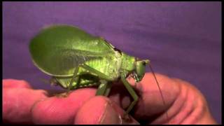 Common True Katydid  Pterophylla camellifolia [upl. by Vivyan]