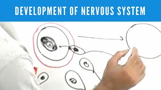 Development of Nervous System  Neuroanatomy [upl. by Nareht927]