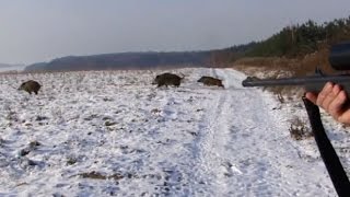 Polowanie zbiorowe na dziki Drückjagd  vildsvinsjakt  wild boar hunting Chasse Au Sanglier [upl. by Tteraj]