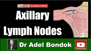 Axillary Lymph Nodes Dr Adel Bondok [upl. by Herminia507]