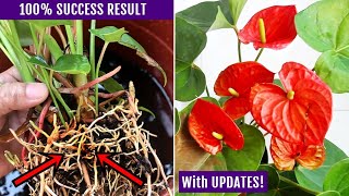 EASIEST Way To Propagate Anthurium Plant [upl. by Naehs71]