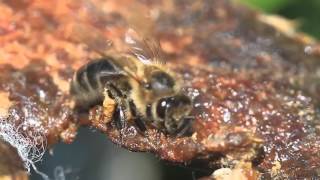 How bees collect propolis [upl. by Guimar]