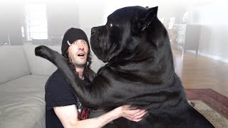 10 Questions for a Cane Corso Owner [upl. by Mellins136]