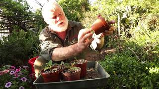 Tibouchina Tip cuttings in Spring Success [upl. by Annuahs]