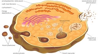 Endocytosis and exocytosis [upl. by Anihta]