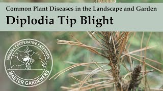 Diplodia Tip Blight  Common Plant Diseases in the Landscape and Garden [upl. by Tanitansy171]