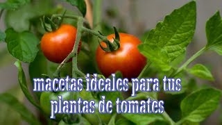 MACETA IDEAL PARA PLANTAS DE TOMATES [upl. by Isobel681]