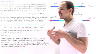 Exons and Introns of Eukaryotic mRNA [upl. by Rebekah512]