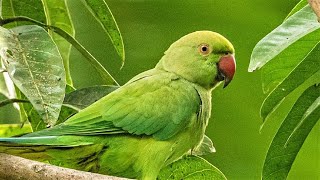 Loud Parrot Chirping  Natural Parrot Sounds  Parrot Calling Sounds [upl. by Eledoya257]