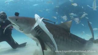 Tiger Sharks of Tiger Beach [upl. by Esinwahs965]