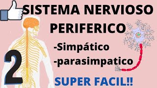 SISTEMA NERVIOSO PERIFERICO  EN 15 MINUTOS SUPER FACIL [upl. by Dulcine]