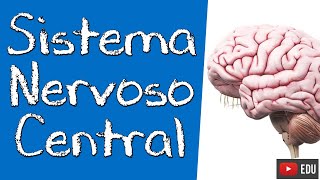 NEUROANATOMIA DO SISTEMA NERVOSO CENTRAL SNC  Rogério Souza 1 [upl. by Prinz520]