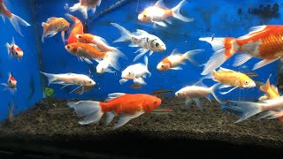 🦀 PEZ KOI en ACUARIO 🦀 Carpa Koi [upl. by Anaoj]