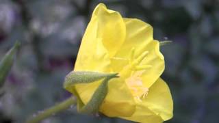 Evening Primrose Flower Opening 1 [upl. by Nala]