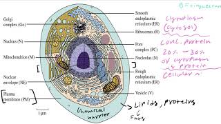 Biochemistry Lecture 1 Introduction [upl. by Critchfield804]