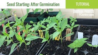 Seeds Have Germinated Now What How to Care for Seedlings  Seed Starting Part 2 [upl. by Aneral]