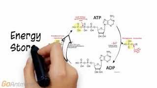 ATP Phosphocreatine System Overview V20 [upl. by Asoj]