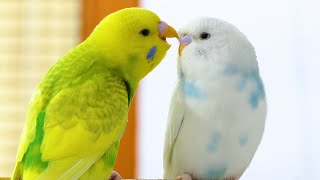 Budgie Sounds for Lonely Budgies [upl. by Alakim]