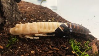 Cockroach Molting [upl. by Consuelo]