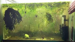 Scuds Daphnia Cherry Shrimp Copepods My aquatic food culture [upl. by Lrem]