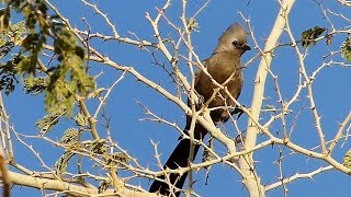 Grey go away bird [upl. by Haerb]