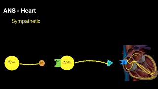 Autonomic innervation of the heart [upl. by Daune322]