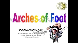 Arches of the Foot  Anatomy  Dr Yusuf [upl. by Egdirdle]