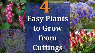 4 Easy Plants to Grow from Cuttings [upl. by Yllom369]