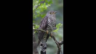 Indian Cuckoo [upl. by Neahs728]