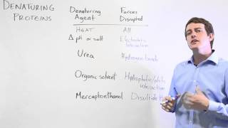 Protein Denaturation [upl. by Cone]