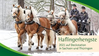 Haflinger auf den Deckstationen 2021 [upl. by Laehpar]