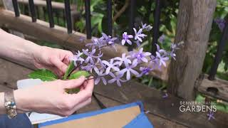 How to Collect a Herbarium Specimen and Tissue Sample [upl. by Meirrak]