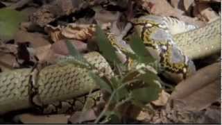 Worlds Deadliest King Cobra vs Reticulated Python [upl. by Luhem583]