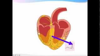 ECGpedia ECG introductiecursus de basics [upl. by Amitarp]