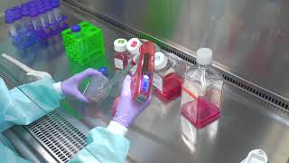 Passaging Cells Cell Culture Basics [upl. by Nauqed]