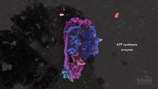 ATP Synthesis  HHMI BioInteractive Video [upl. by Downe]