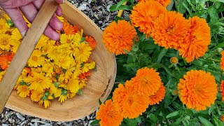 Growing and harvesting Calendula Flowers [upl. by Ecnaiva677]