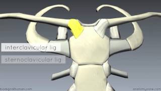 Sternoclavicular Joint  3D Anatomy Tutorial [upl. by Imtiaz]