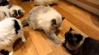 Funny catnip video [upl. by Suired]