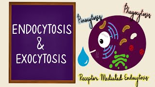 Endocytosis  Exocytosis  Vesicular Transport  Bulk Transport  Membrane Transport  Cell [upl. by Ardnikat]