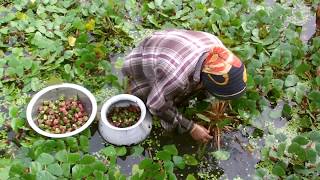 Water Chestnut Farming Project  Water Caltrop Cultivation in Bangladesh [upl. by Grimes115]