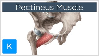 Pectineus Muscle  Origin Insertion Function amp Innervation  Anatomy  Kenhub [upl. by Heyra]