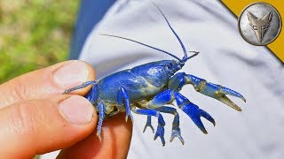 NEW SPECIES FOUND Rare Blue Crayfish [upl. by Ataga]