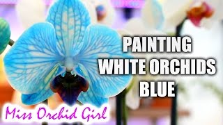 DIY Blue Orchid  How blue Phalaenopsis Orchids are made [upl. by Burck]