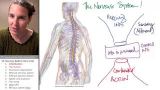 Nervous system 1 Introduction [upl. by Lehcear]