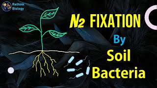 Nitrogen Fixation by Soil Bacteria [upl. by Garmaise]