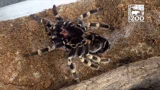 Redkneed Tarantula Molting  Cincinnati Zoo [upl. by Blodgett]