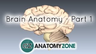 Basic Parts of the Brain  Part 1  3D Anatomy Tutorial [upl. by Lipp481]