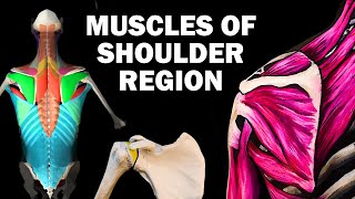 UPPER LIMB MUSCLES 26  SHOULDER REGION [upl. by Moorish]