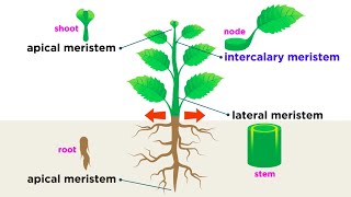 Types of Plant Cells [upl. by Emyam]